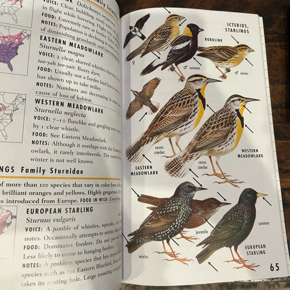 Bird Feeder Guide - Eastern North America